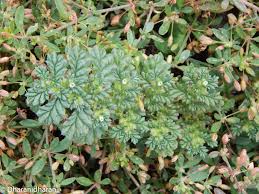 Image result for Coldenia procumbens