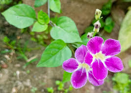 Image result for Asystasia gangetica