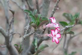 Image result for Adenium multiflorum