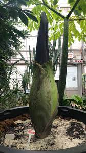 The Titan Arum A K A Corpse Flower Amorphophallus Titanum Mcmaster University One Of The Tallest Flowers In The World Titan Arum Corpse Flower Tall Flowers