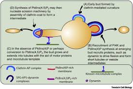We did not find results for: Lysosome Fission Planning For An Exit Sciencedirect