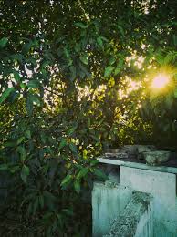 10 Beautiful Light Greenery Morning Light Sunny Day 30daysofcreativephotography Creative Photography Beautiful Lights Greenery