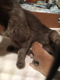 The couple was looking for an older cat a week before and when. Fetti And Baby A Very Sick Pregnant Cat Emaciated And Needing Eye Removal 4 Paws 1 Heart