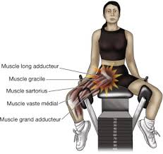 Ils participent à la stabilité du corps et aux déplacements (marche ainsi, dans la loge antérieure, située à l'avant de la jambe, on trouve Tendinite Des Adducteurs De La Cuisse Sante Orthopedique