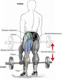 Pick a light weight when first starting so that you do not pull your hamstring muscle. The Complete Stiff Leg Deadlift Guide How To Benefits Variations Fitness Volt