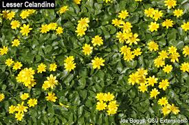 That lighting is a liittle too. Lesser Celandine Is On The Rise Bygl