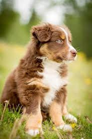 Black And Brown Australian Shepherd Puppy Whatalittleittybittycutsie In 2020 Australian Shepherd Dogs Aussie Dogs Dogs