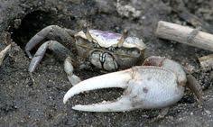 Male fiddler crabs are lopsided, with one claw that seems about the right size and one very large claw. 44 Fiddler Crab Ideas Fiddler Crab Crab Fiddler