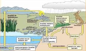We did not find results for: Daur Fosfor Pengertian Manfaat Serta Siklus Tahapannya