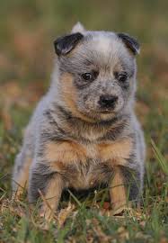 A young queensland blue heeler dog at around five months old. Queensland Heeler Dog Breed Information Images Characteristics Health