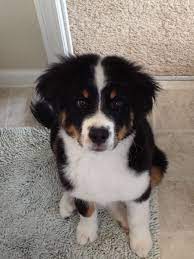Great Bordernese Great Pyrenees Border Collie And Bernese Mountain Dog Mix Mix Puppies Puppies Great Pyrenees