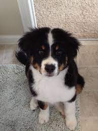 The bernese mountain dog border collie mix is a mixed breed dog resulting from breeding the border collie and the bernese mountain dog. Pin On My Best Friend
