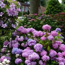 Rhododendron Das Passt Dazu Mein Schoner Garten Garten Bepflanzen Pflanzen Garten Pflanzen
