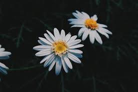 We did not find results for: Big List Of Where To Buy Edible Flowers Australia