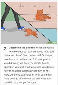 The good news is that we can make it right and with a few games, lots of good cuddles, and loving attention, all should go back to normal. How To Apologize To Your Cat Funny
