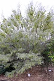 Image result for Acacia luederitzii