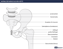 Die hüftgelenksarthrose oder coxarthrose (eigentlich: Huft Op So Wird Ein Kunstliches Huftgelenk Eingesetzt Info Medizin