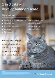 Cats And Kidney Disease Cat Diseases Cats Feline Health
