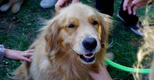 The golden retriever is a gundog that loves the water. Golden Retriever Rescues In Every State 80 Rescues Golden Hearts