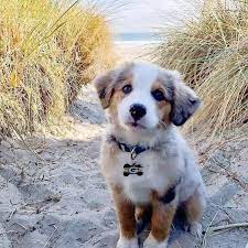Australian Shepherd Puppies Cute Pictures And Facts Dogtime In 2021 Australian Shepherd Puppies Shepherd Puppies Australian Shepherd Puppy