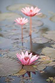 We did not find results for: Three Lotus Flowers By Maria Heyens Lotus Flower Pictures Flower Art Flower Pictures