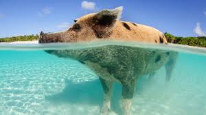Was hat zum tod der berühmten bahamas schweine geführt? Gunstige Billigfluge Nach Bahamas