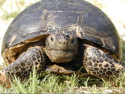 (ernie is a russian by the way). Animal Spotlight Gopher Tortoise Animal Almanac