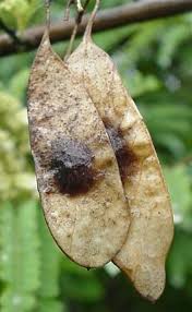 Image result for Dalbergia nitidula