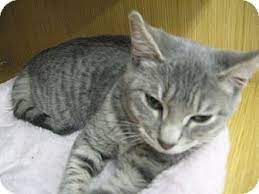 Our main adoption center l ocated at 260 broadway huntington station, ny 11746 is the magical place most of our rescued shelter cats call home while they await their forever homes! New York Ny Domestic Shorthair Meet Blue Tabby Kittens A Pet For Adoption