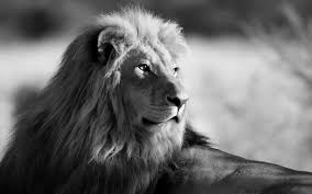 Maybe you would like to learn more about one of these? 44 Black Lion Hd Wallpaper On Wallpapersafari