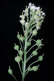 Image result for Cheirostylis lepida