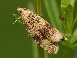 Image result for květopas jahodníkový