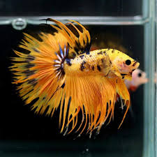 Tumblr Ozdofu6v6l1wuipc3o1 1280 Jpg 1080 1080 Betta Fish Betta Fish