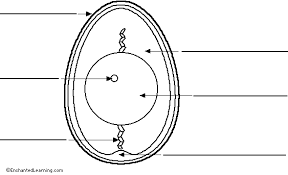 Ladybug life cycle diagram see how a ladybug larva hatches from a tiny egg, becomes a pupa and then turns into an adult. Label Chicken Egg 1 Printout Enchantedlearning Com