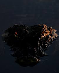 Image result for Micractis