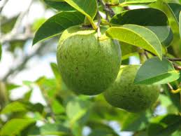 Mamey tree planting for the purposes of cultivation does occur, but is rare. Annona Glabra Wikipedia