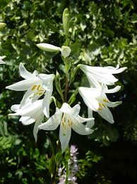 Image result for Liliaceae