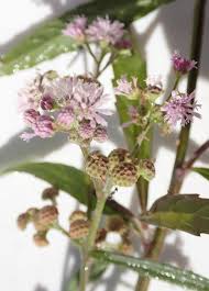 Image result for Ethulia vernonioides