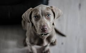 These are important for veterinarians to know, as some forms of cancer will have a good prognosis and respond to treatment while others may not. Life Expectancy In Dogs With Liver Cancer Dog Discoveries