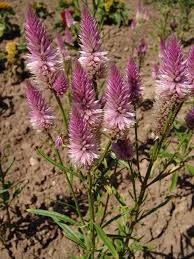 Image result for Celosia stuhlmanniana