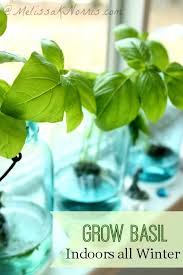 Can cats eat basil and what will happen if your feline friend takes a nib out of this plant that's often used as a spice by humans? Grow Basil Indoors Without Dirt All Winter