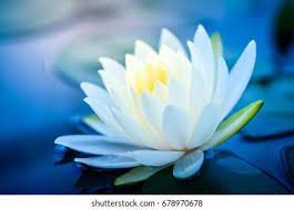 Download 48,229 white lotus images and stock photos. Beautiful White Lotus Flower Green Leaf Stock Photo Edit Now 678970678