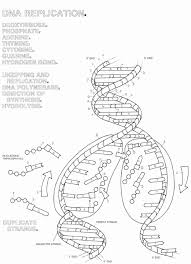 The model shows a double stranded dna being used as a template for a single strand messenger rna. Dna Coloring Worksheet Answers Template Library