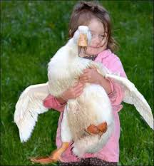 Check spelling or type a new query. Adding Ducks To The Homestead A Beginners Guide To Raising Ducks