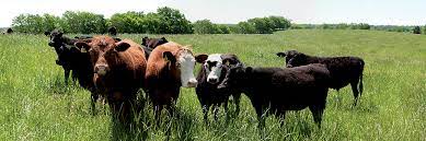 USDA APHIS | Import of Live Cattle and Bison from Countries OTHER THAN  Canada and Mexico to the United States