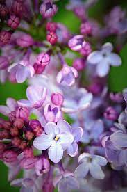 Alittlebitofsillinessreally Beautiful Flowers Lavender Petals Pretty Flowers