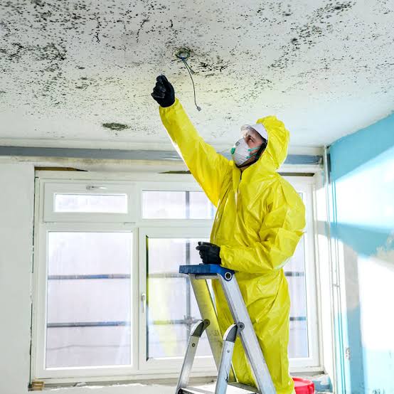 Professional mould removal in home and office | Dolmans