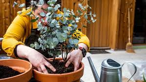 How To Grow And Care For Eucalyptus