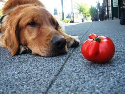 9 Surprisingly Dangerous Foods For Dogs Starting With Popcorn Can Dogs Eat Tomatoes Human Food For Dogs Dangerous Foods For Dogs