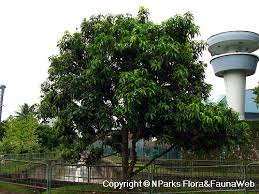 Image result for Mangifera indica